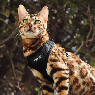 Free Harness - Special Offer