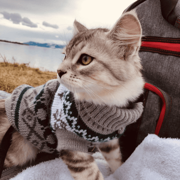 Buy Large Cute dog Clothes Online Arthemis Clothes