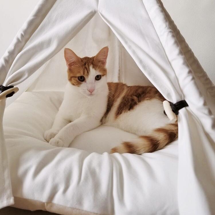 Luxury Pet Teepee